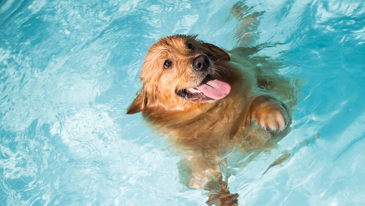 Mascotas y Piscinas ¿Una buena combinación?